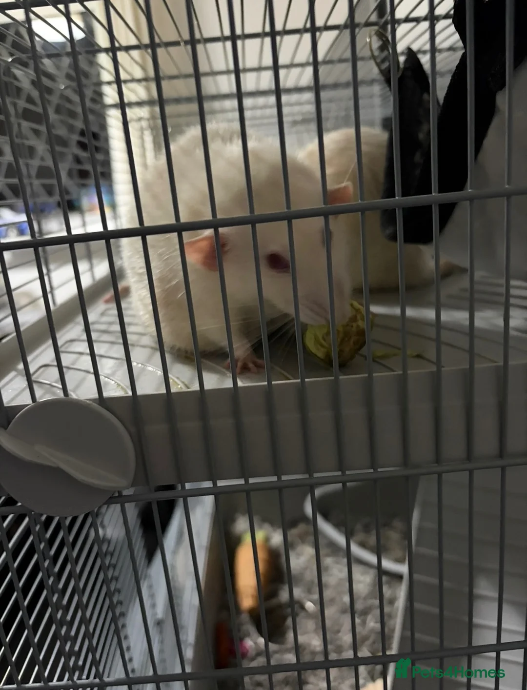 Rat rodents for sale: Two Loving Rats – Jacks & Tubs  in Brentwood - Advert 5