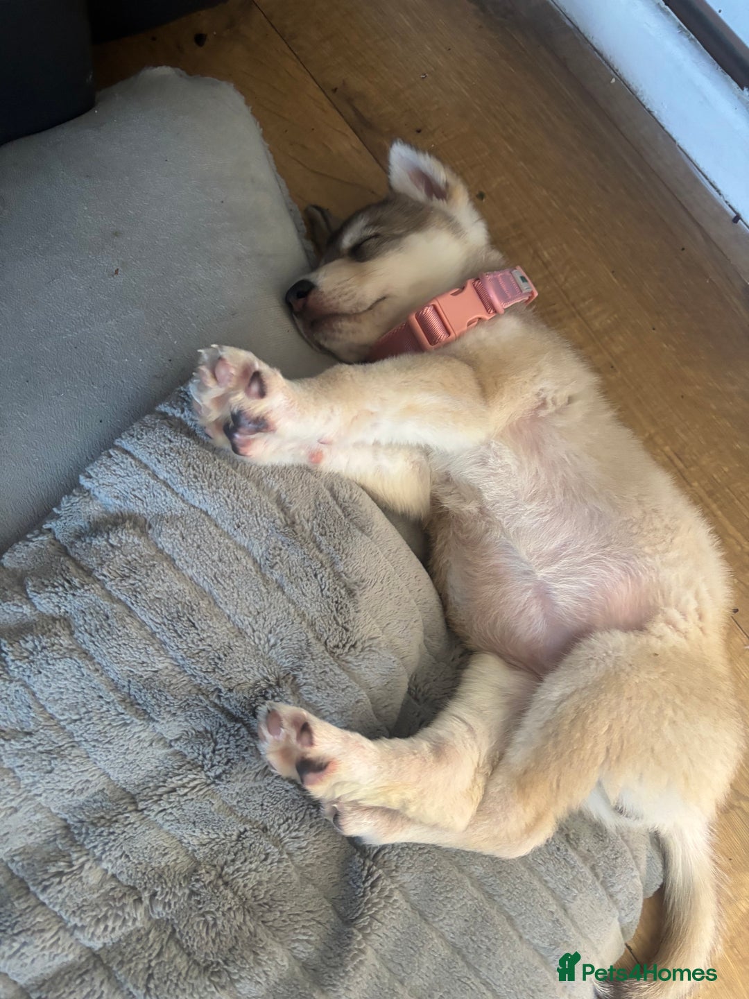 Siberian Husky dogs for sale: 9 Week Old Female Siberian Husky Puppy - Image 5