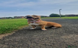 Staffordshire Bull Terrier dogs for sale: 5 year old Staffy  - Image 3