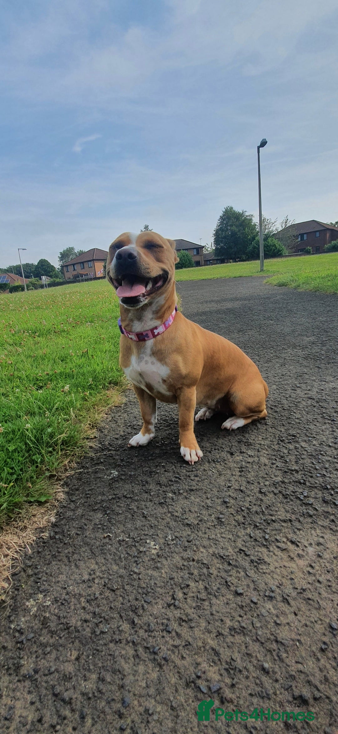 Staffordshire Bull Terrier dogs for sale: 5 year old Staffy  - Image 3