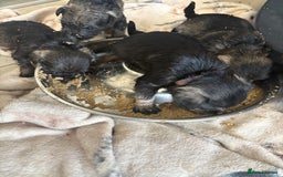 Miniature Schnauzer dogs for sale: Miniature Schnauzer Puppies for rehome - Image 2