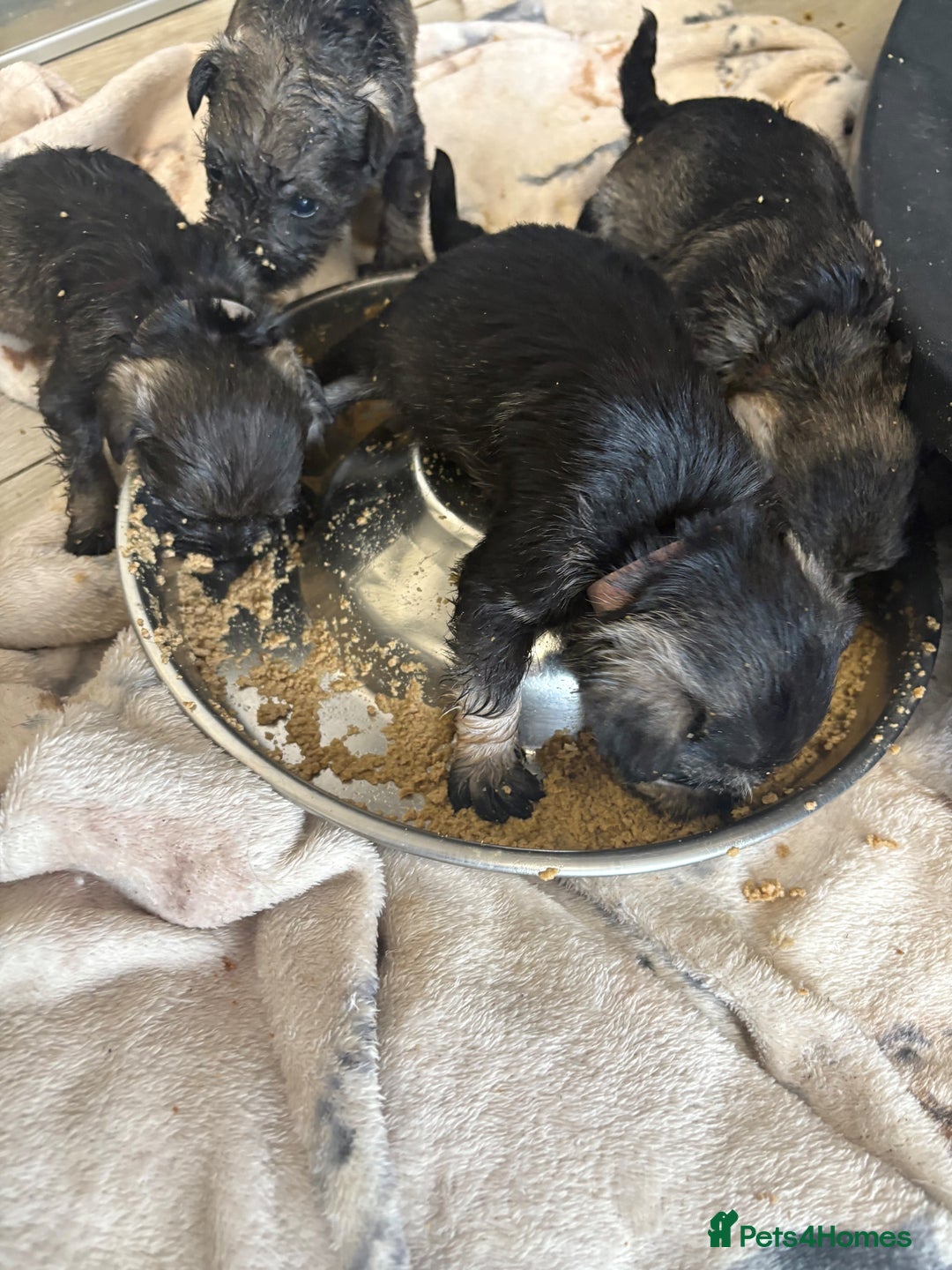 Miniature Schnauzer dogs for sale: Miniature Schnauzer Puppies for rehome - Image 2