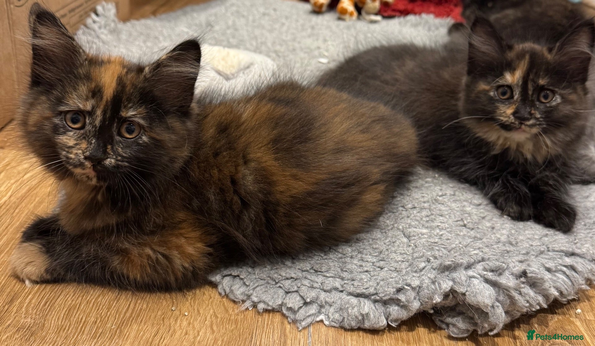 Maine Coon cats Absolutely gorgeous Maine Coon cross Kittens - Advert 1
