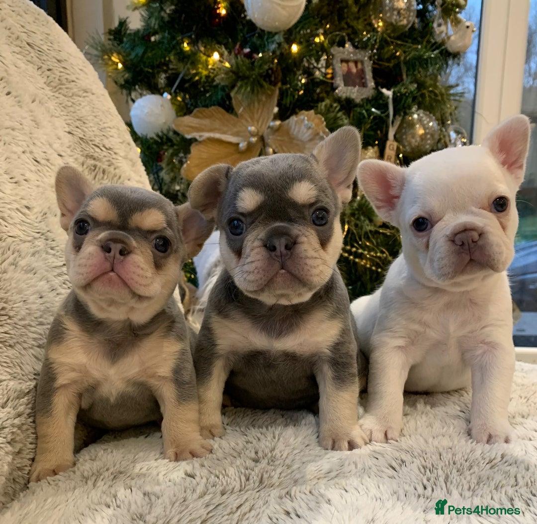 French Bulldog dogs for stud: BalooBear for studding - Advert 5