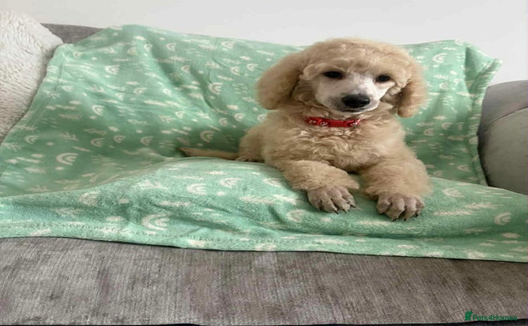 Standard Poodle dogs - Advert 1