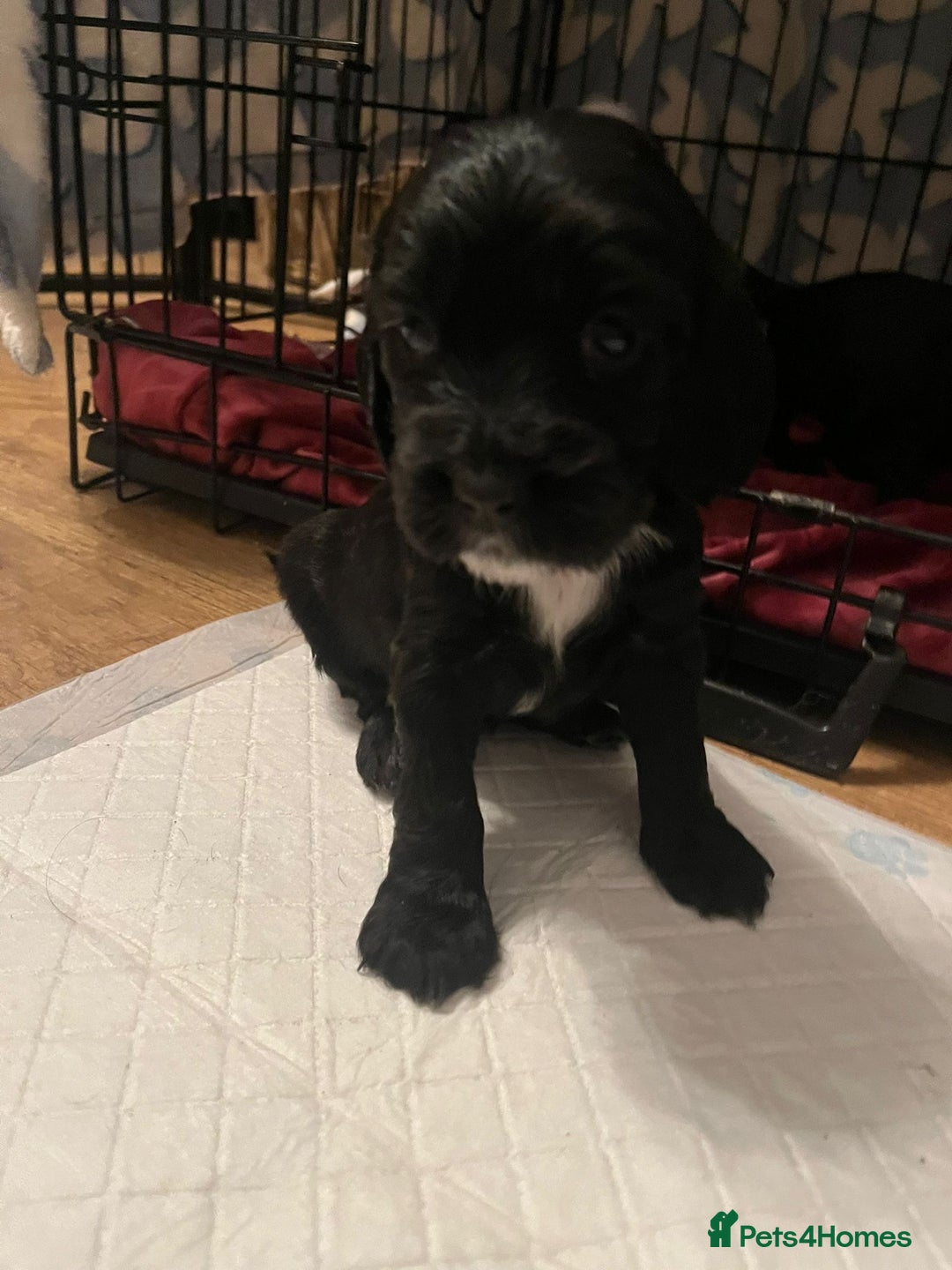 Sprocker dogs for sale: The Best of Both Worlds: Laid-Back & Brainy  - Advert 13