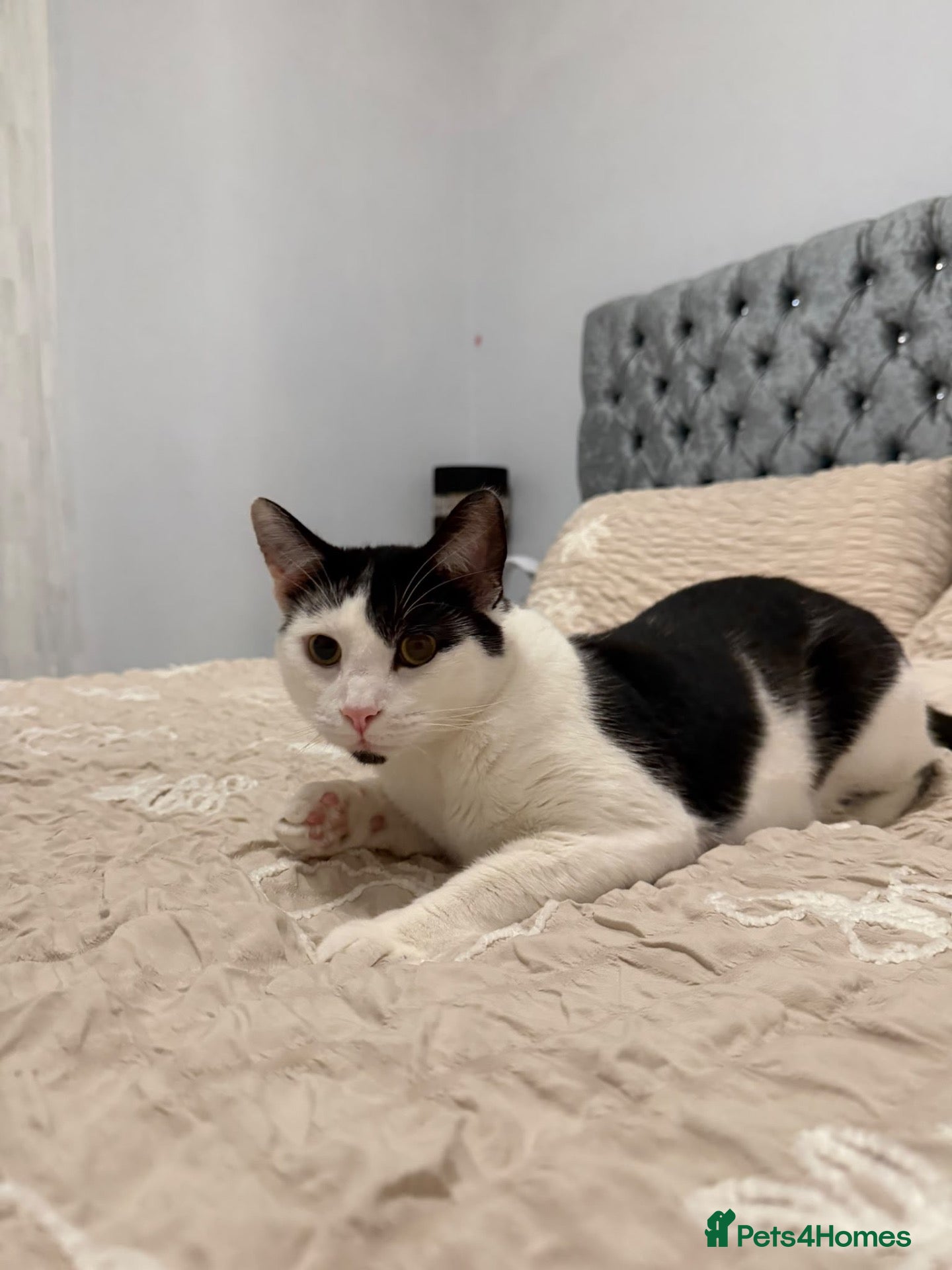 Mixed Breed cats for sale: Male cat. - Advert 3