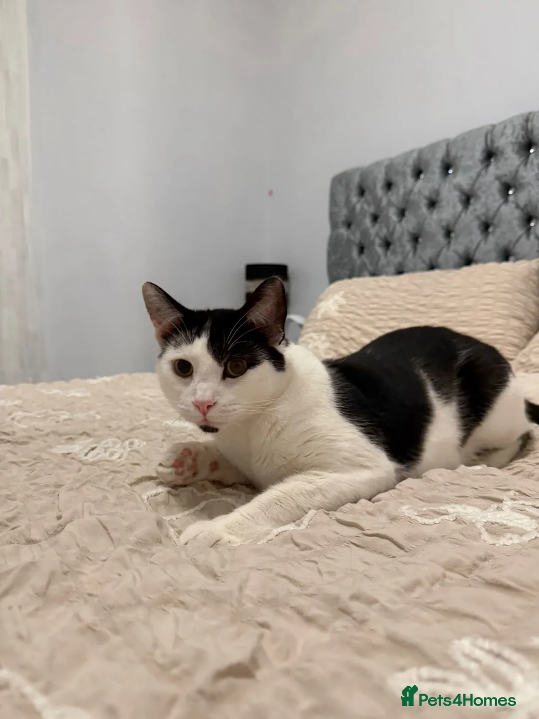 Mixed Breed cats for sale: Male cat. - Advert 1