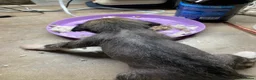 Chinese Crested dogs for sale: Xx chinese crested puppies xx - Advert 3