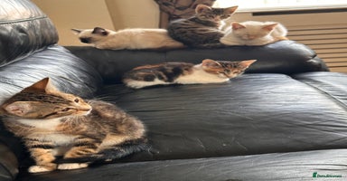 Mixed Breed cats - Advert 7