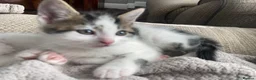Mixed Breed cats for sale: 2 girls 1 boy beautiful kittens - Advert 9