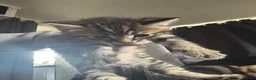 Mixed Breed cats for sale: 2 female 1 male, tabby cross  - Advert 12