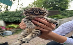 Scottish Fold cats for sale: Beautiful Scottish Fold & Straight Kittens - Image 1