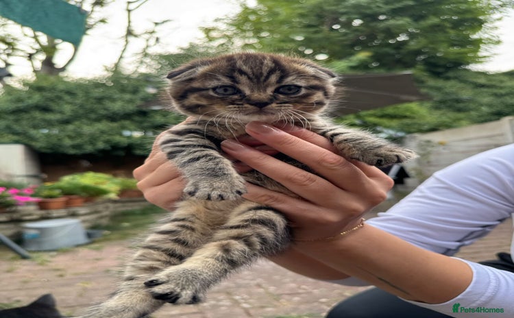 Scottish Fold cats - Advert 1