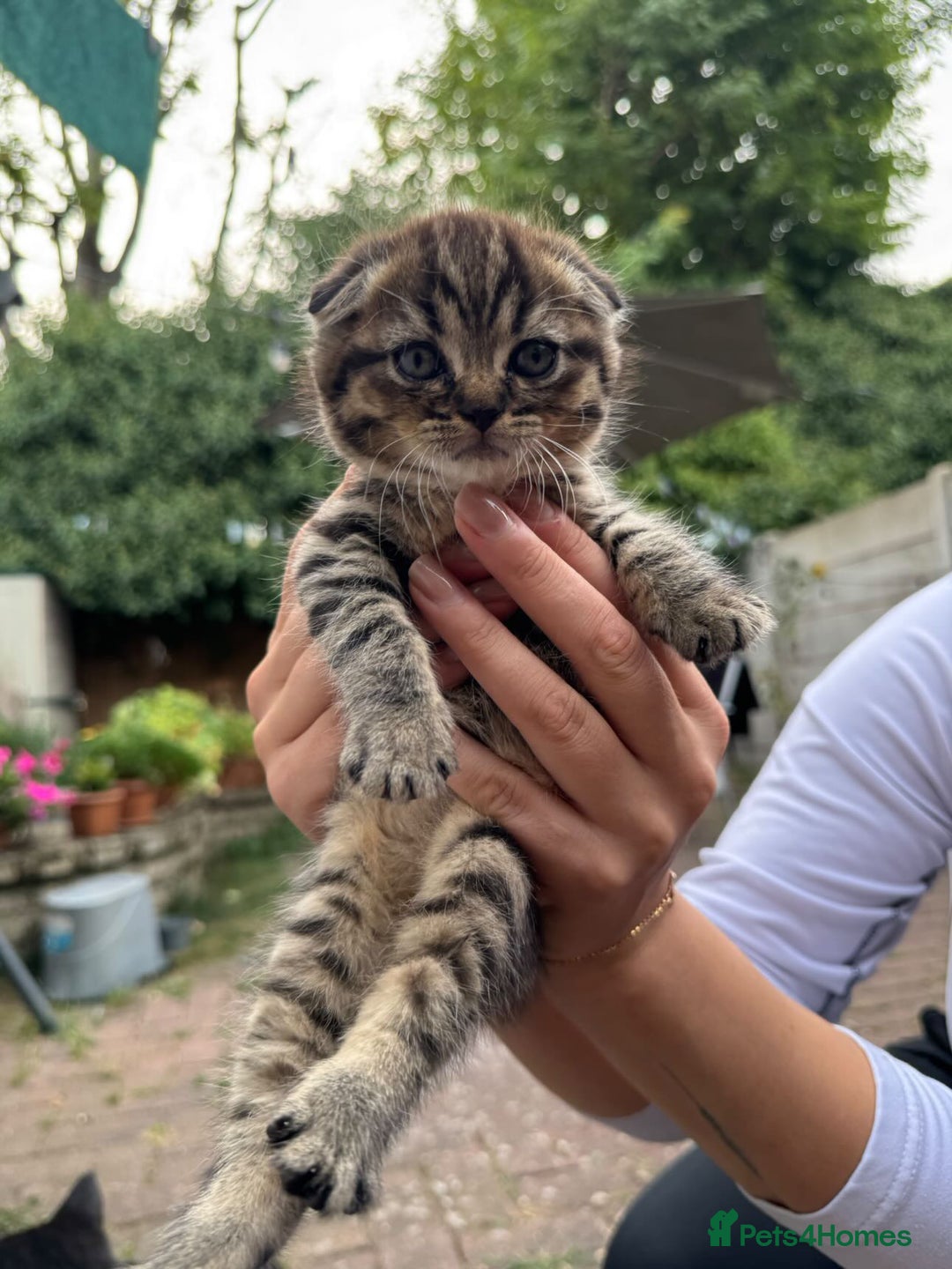 Scottish Fold cats for sale: Beautiful Scottish Fold & Straight Kittens - Image 1