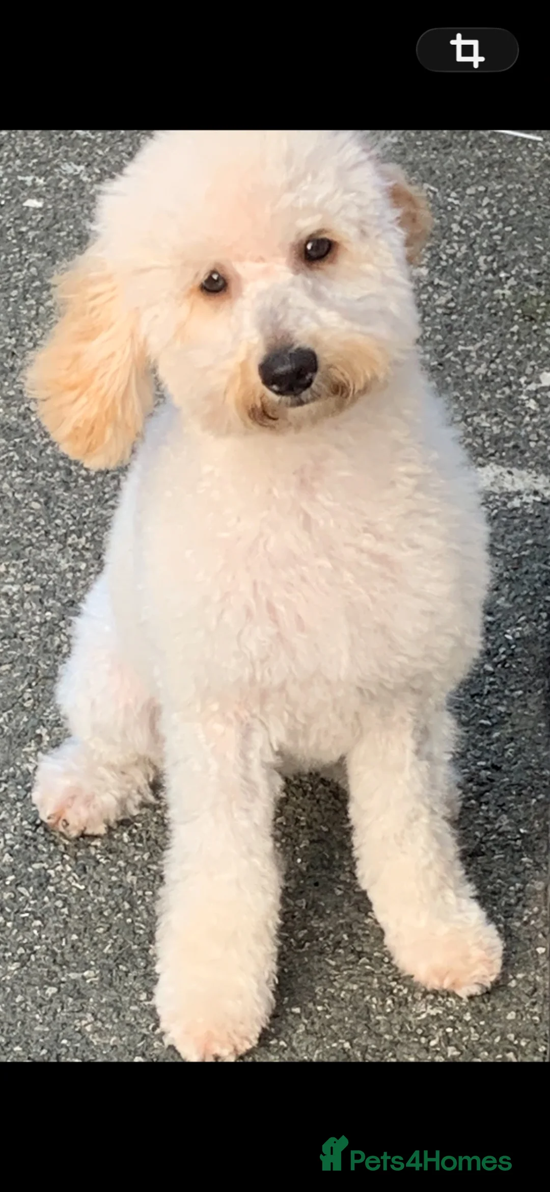 Toy Poodle dogs for sale: Stunning toy poodles  in Leeds - Advert 11