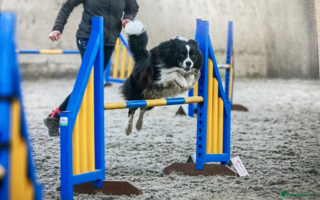 Border Collie dogs for stud: Border collie for stud - Advert 5