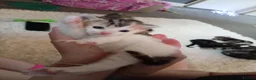 Mixed Breed cats for sale: 2 female kittens from 2 seperate litters  - Advert 6