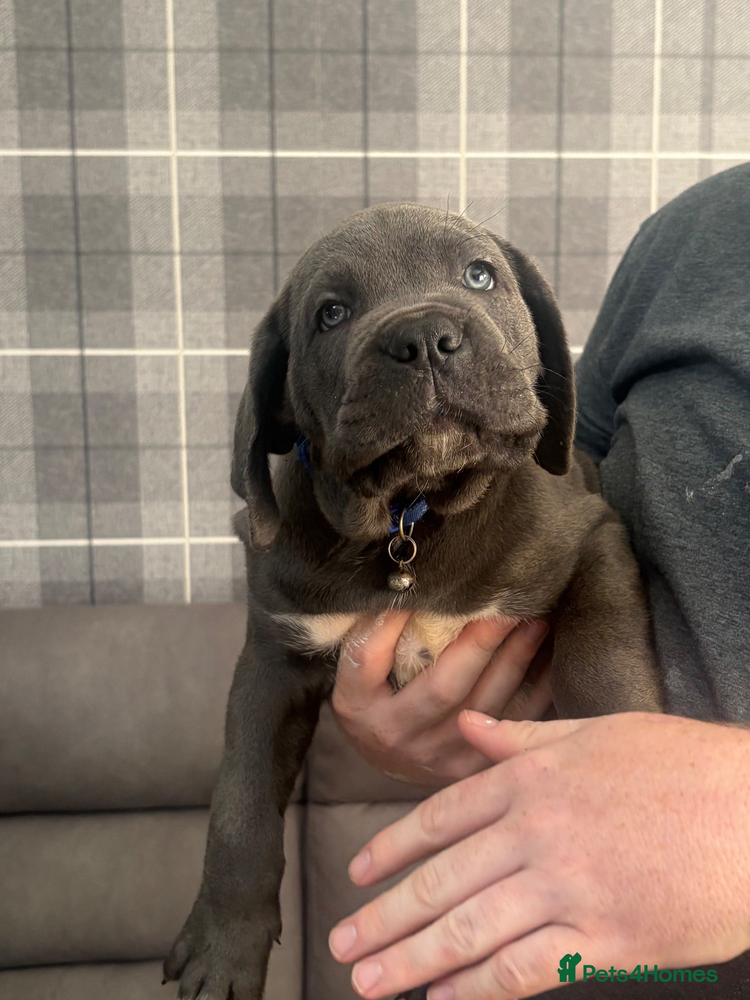 Cane Corso dogs Cane corso pups blue left  - Advert 7