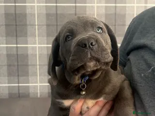 Cane Corso dogs Cane corso pups blue left - Advert 7