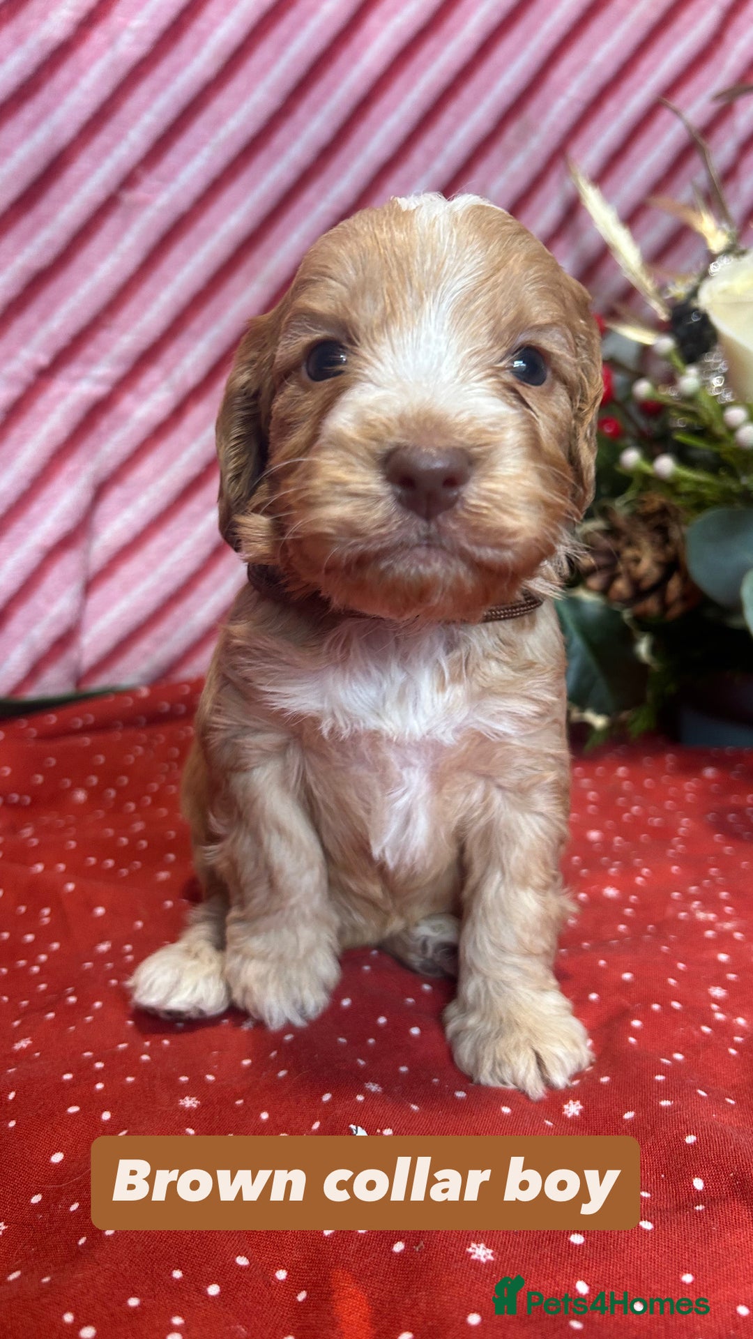 Cockapoo dogs for sale: Cute F1 cockapoo puppies  - Advert 34