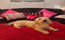 Dachshund dogs for sale: Pedigree standard cream wirehaired Dachshund  - Advert 2