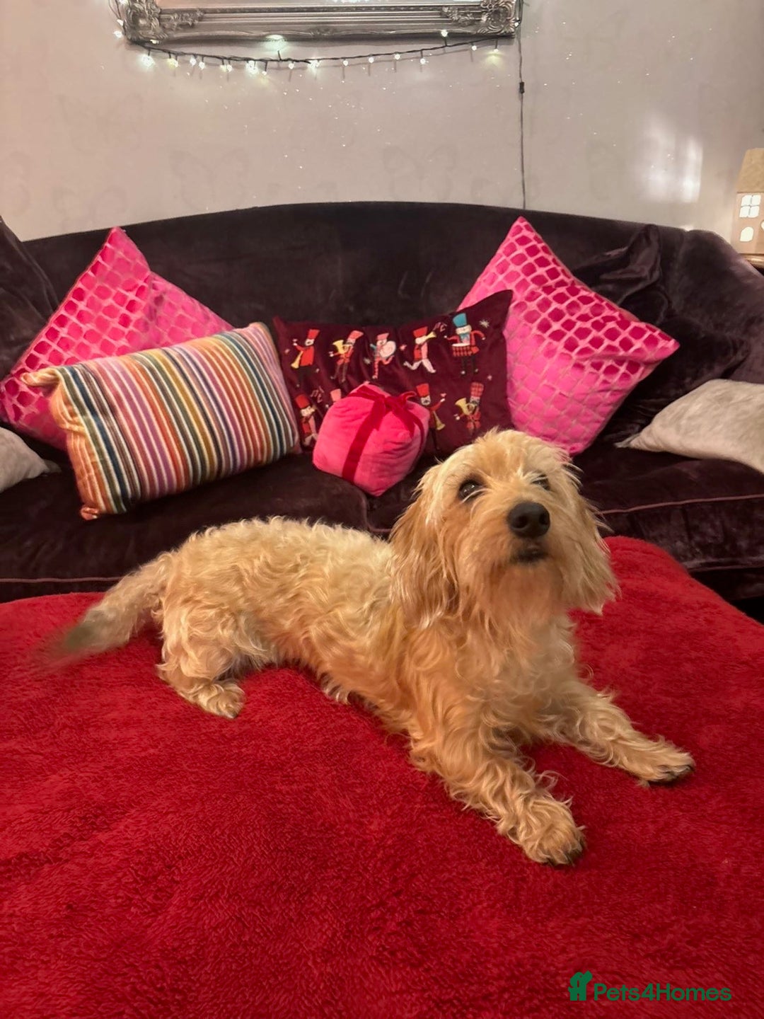 Dachshund dogs for sale: Pedigree standard cream wirehaired Dachshund  - Advert 2