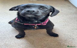 Mixed Breed dogs for sale: 6 month old poppy looking for a forever home  - Image 6