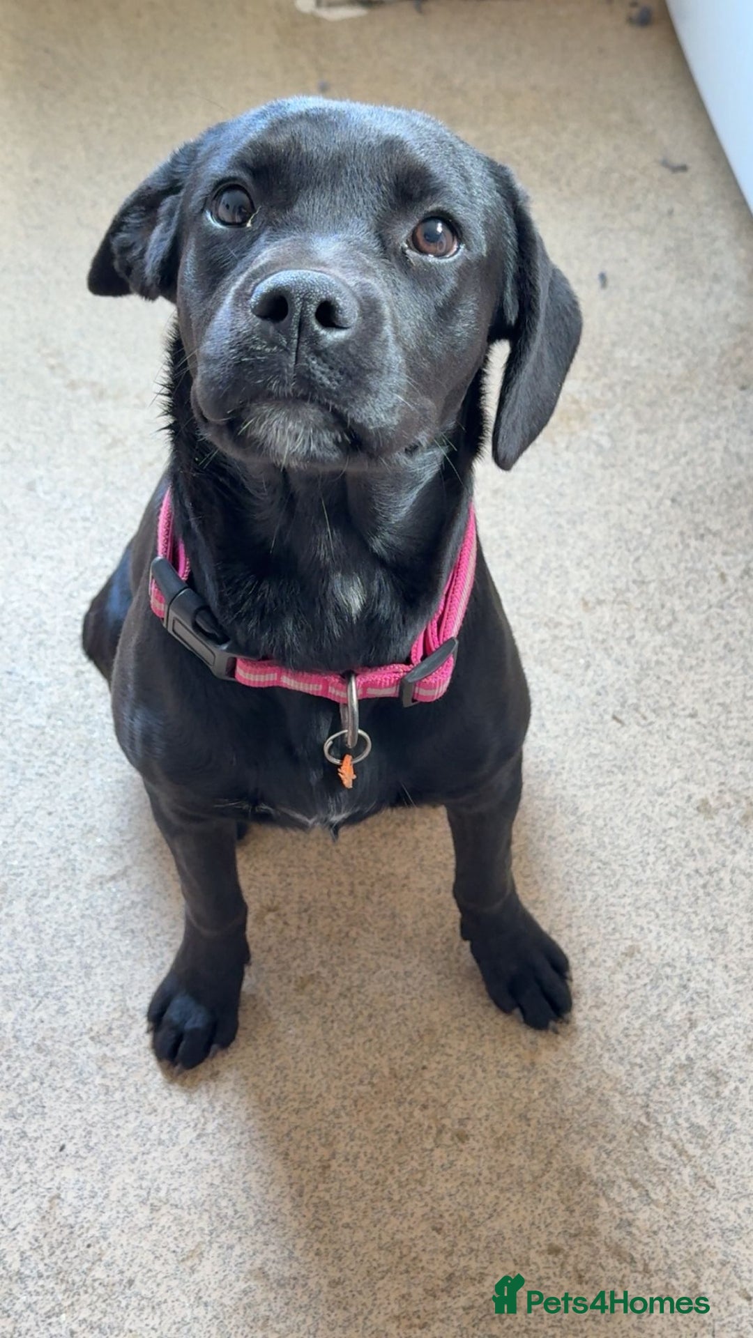 Mixed Breed dogs for sale: 6 month old poppy looking for a forever home  - Image 6