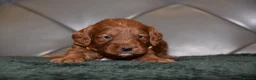 Cockapoo dogs for sale: F1 Toy Cockapoo Puppies Fully Health Tested - Advert 27