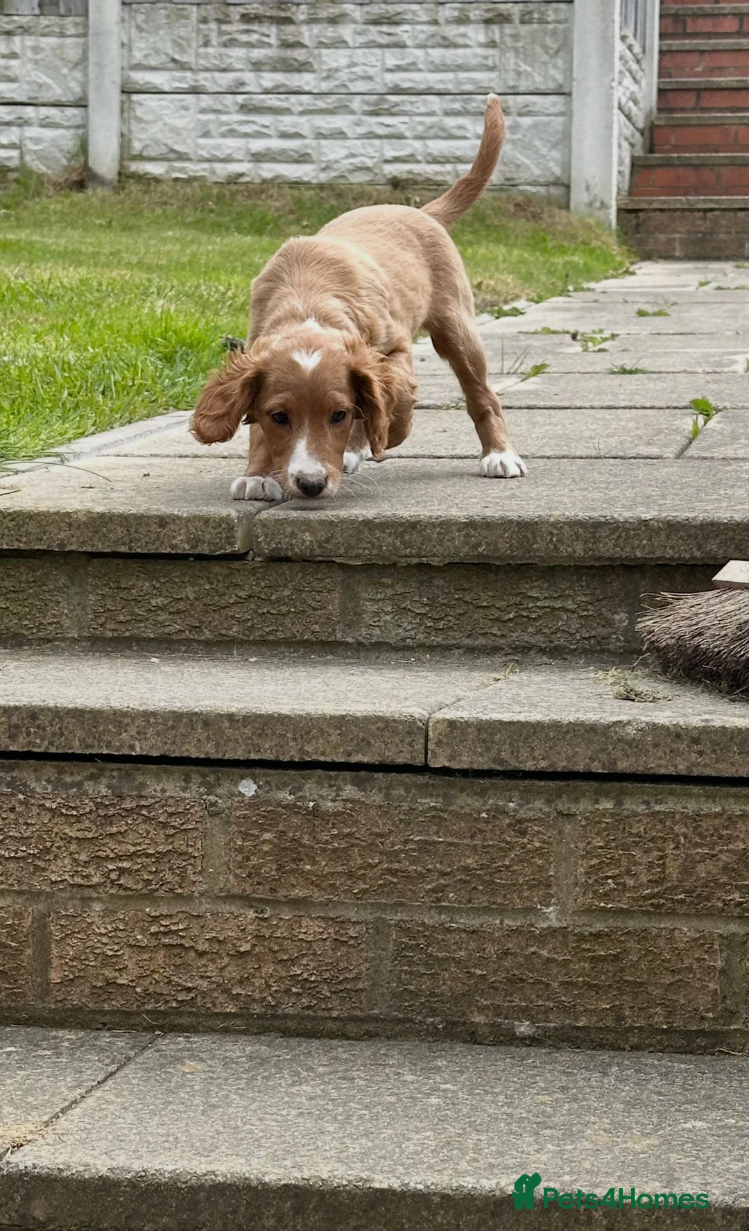 Cocker Spaniel dogs for sale: Beautiful arna  in Sheffield - Advert 1