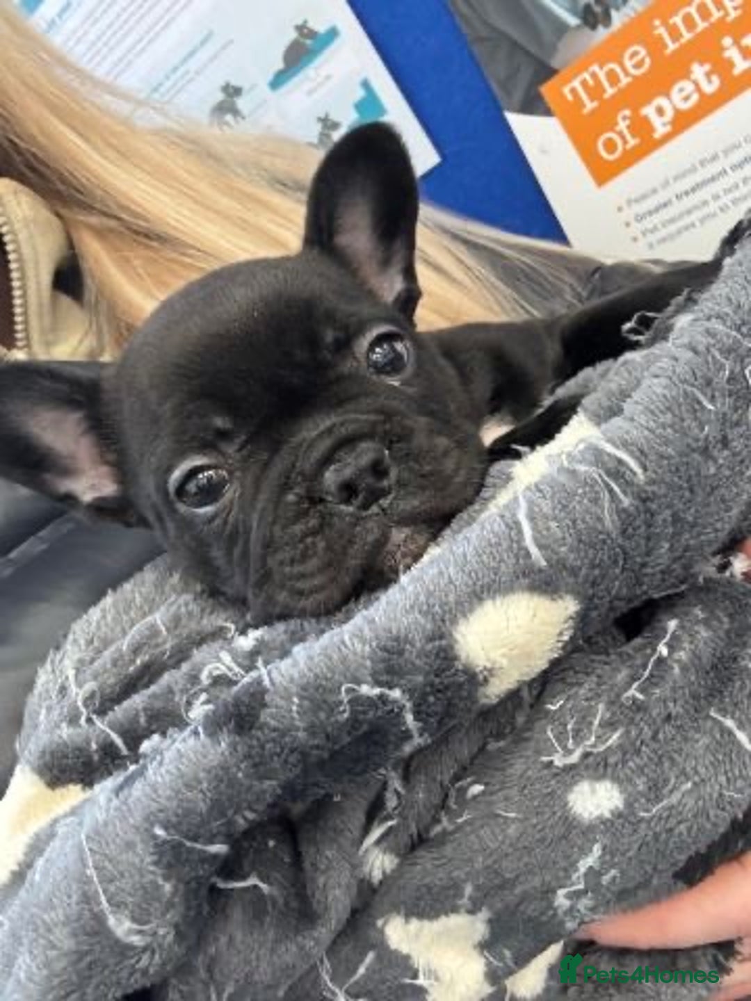 French Bulldog dogs for sale: Quality Stunning Frenchies Bull Puppies  - Advert 7