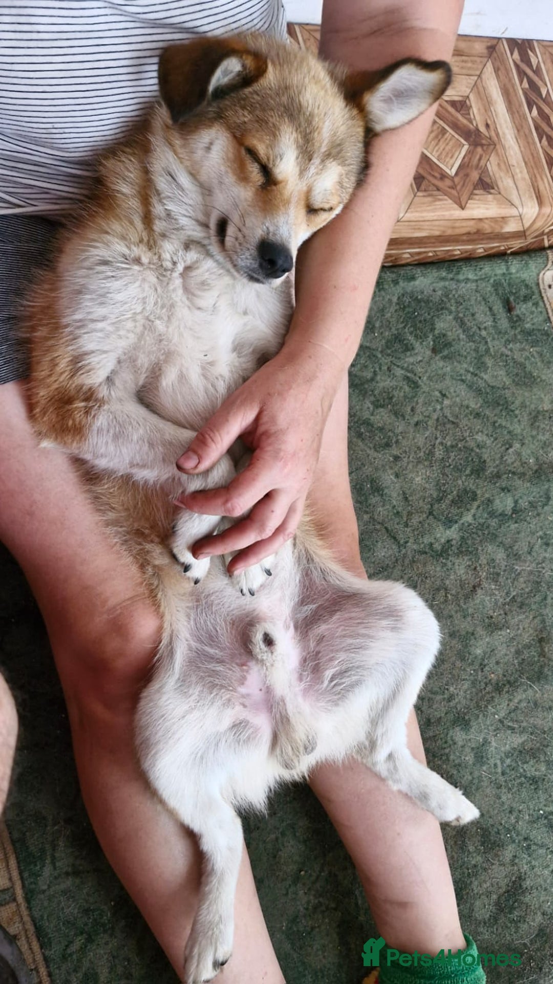 Mixed Breed dogs for adoption: 💙🐶 RUFIK 🐶💙 - Image 7