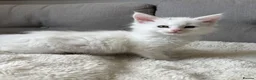 Maine Coon cats for sale: Gorgeous Maine coon kittens for sale-1 polydactyl - Advert 4