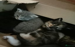 Mixed Breed cats for sale: Beautiful grey and mixed kittens - Image 2