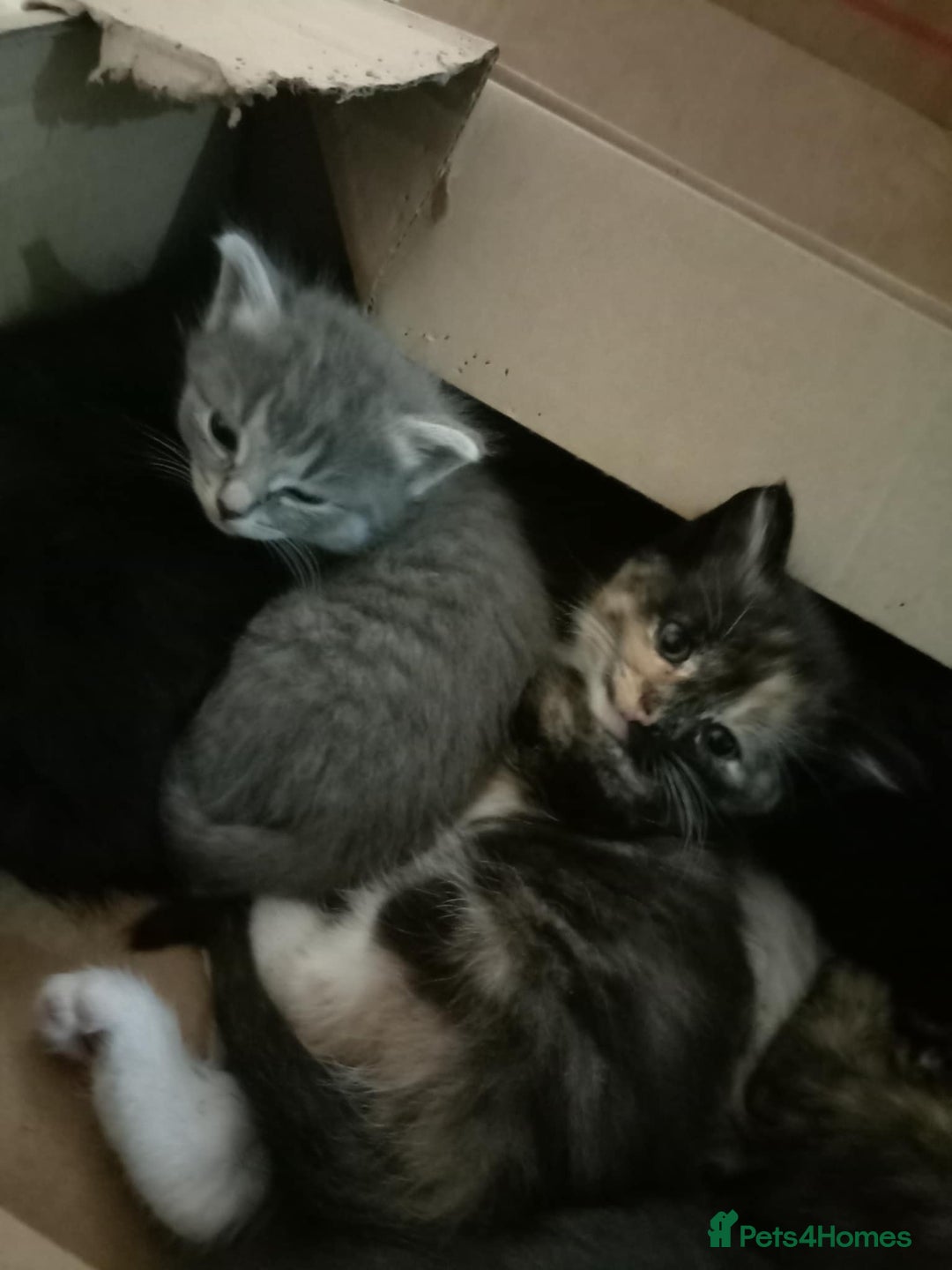 Mixed Breed cats for sale: Beautiful grey and mixed kittens - Image 2
