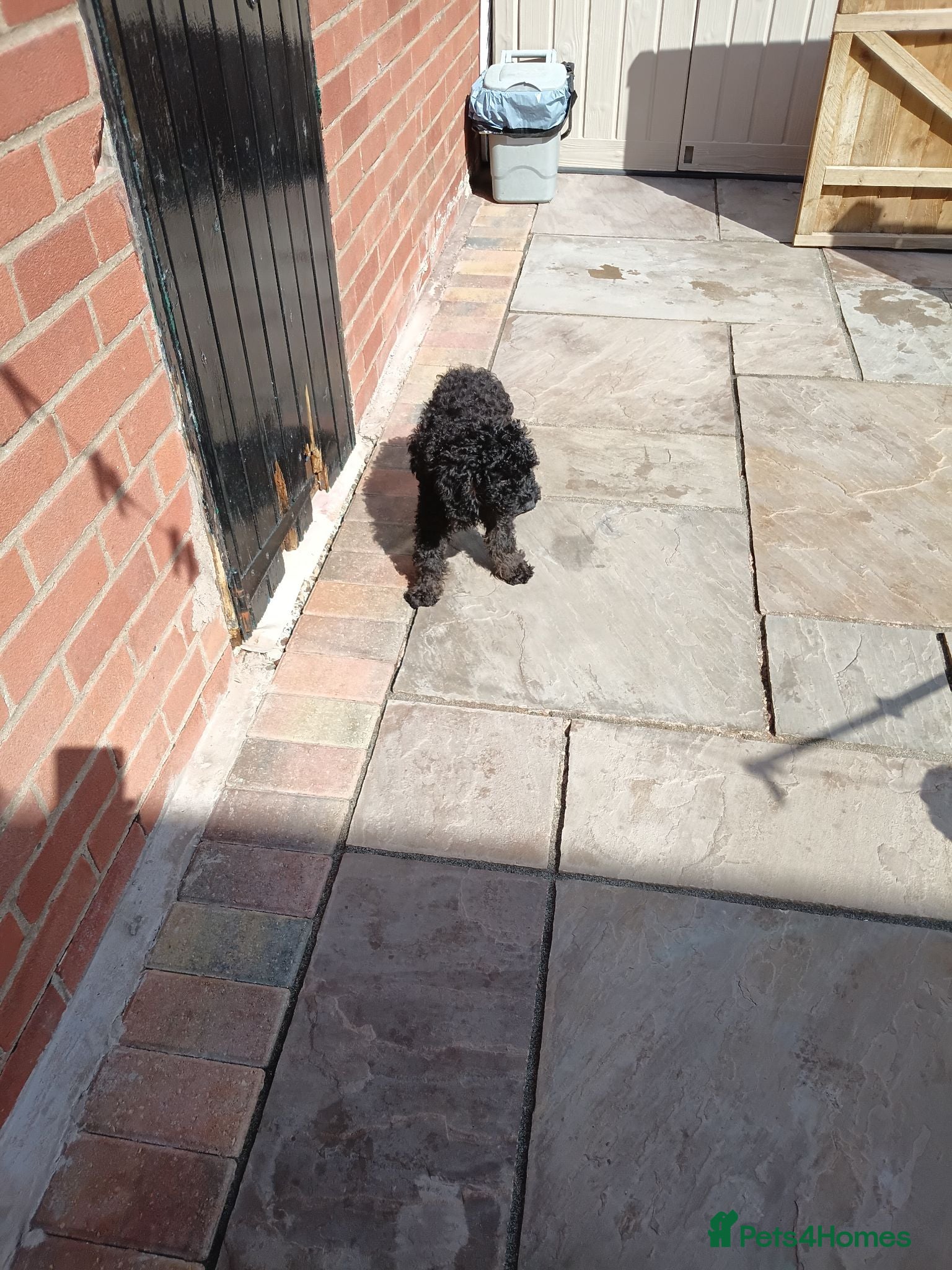 Cockapoo dogs F1 cockapoo puppies ready now - Advert 2