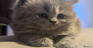 British Longhair cats in Knottingley - Advert 1