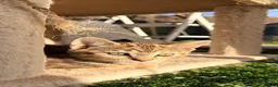 Scottish Fold cats for sale: Scottish fold, bengal x - Advert 18