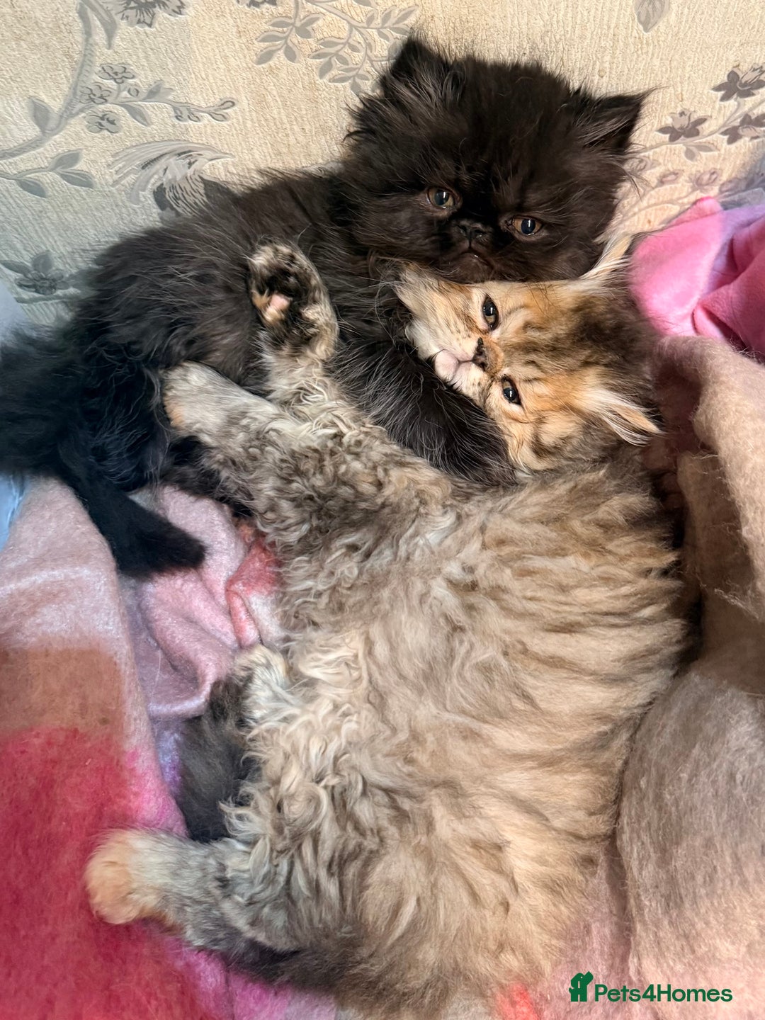 Persian cats for sale: Stunning GCCF reg Persians – Born Halloween 2025  - Advert 3