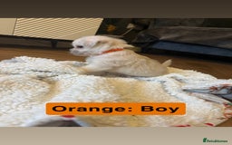 Mixed Breed dogs for sale: Beautiful Pug × Bichon Frise Puppies – Ready 08/12 - Advert 15