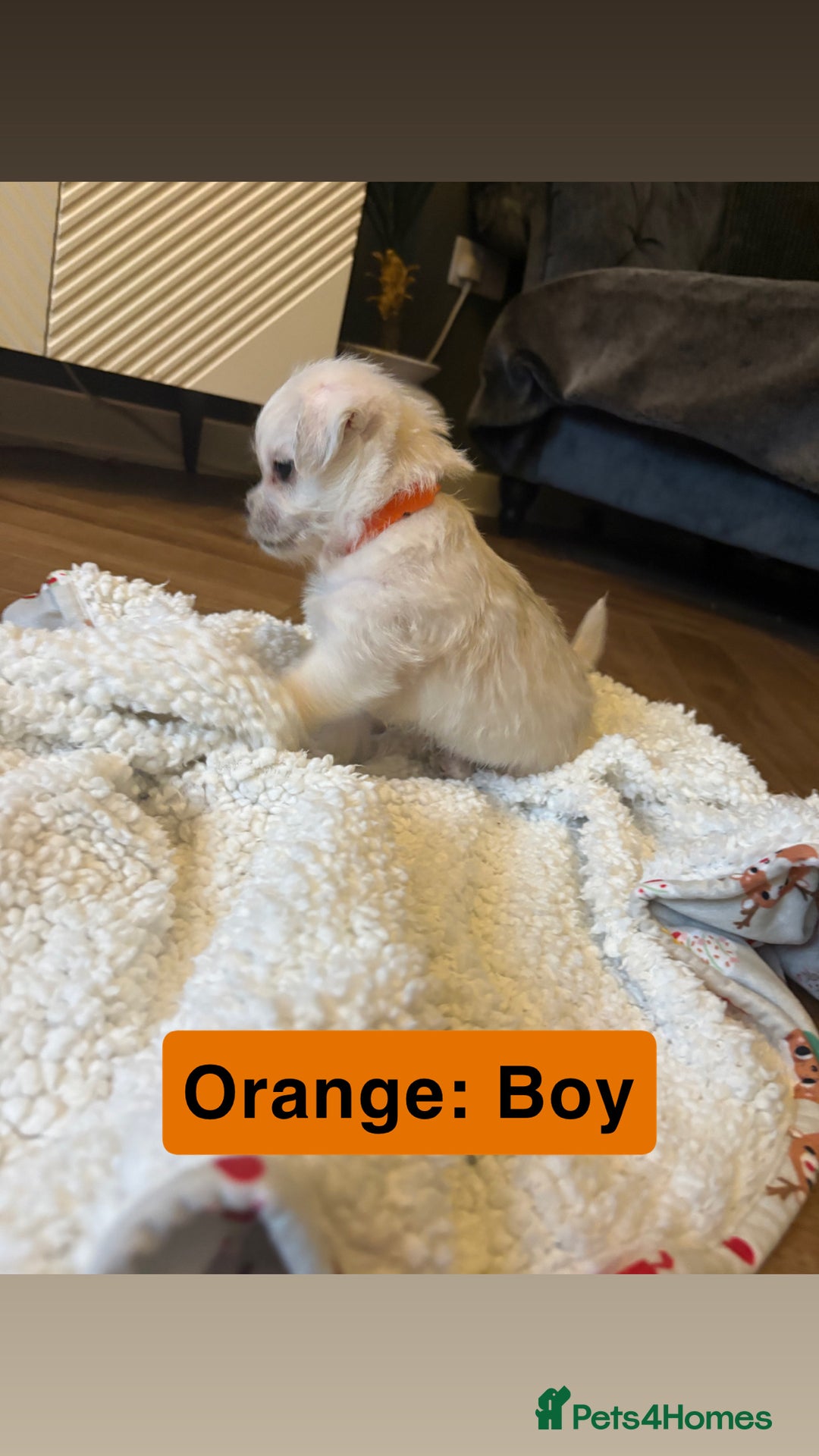 Mixed Breed dogs for sale: Beautiful Pug × Bichon Frise Puppies – Ready 08/12 - Advert 15