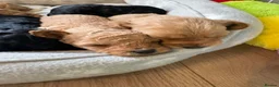 Mixed Breed dogs for sale: Double doodles  - Advert 15