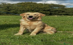 Golden Retriever dogs for sale: (Teddy) male golden retriever for sale - Image 6
