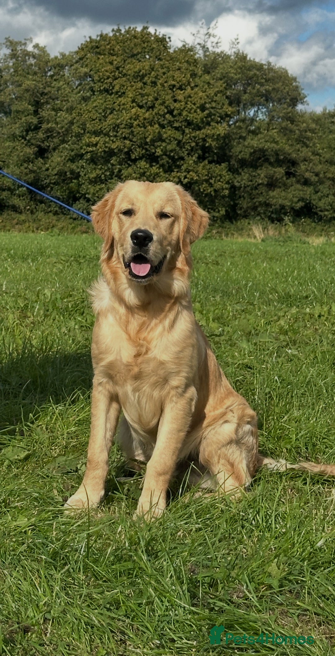 Golden Retriever dogs for sale: (Teddy) male golden retriever for sale - Image 6