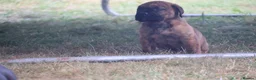 Presa Canario dogs for sale: World class presa canarios  - Advert 24