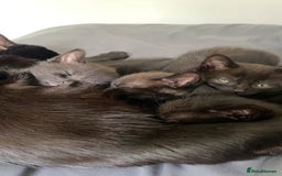 Bombay cats for sale: Bombay Kittens  - Image 3