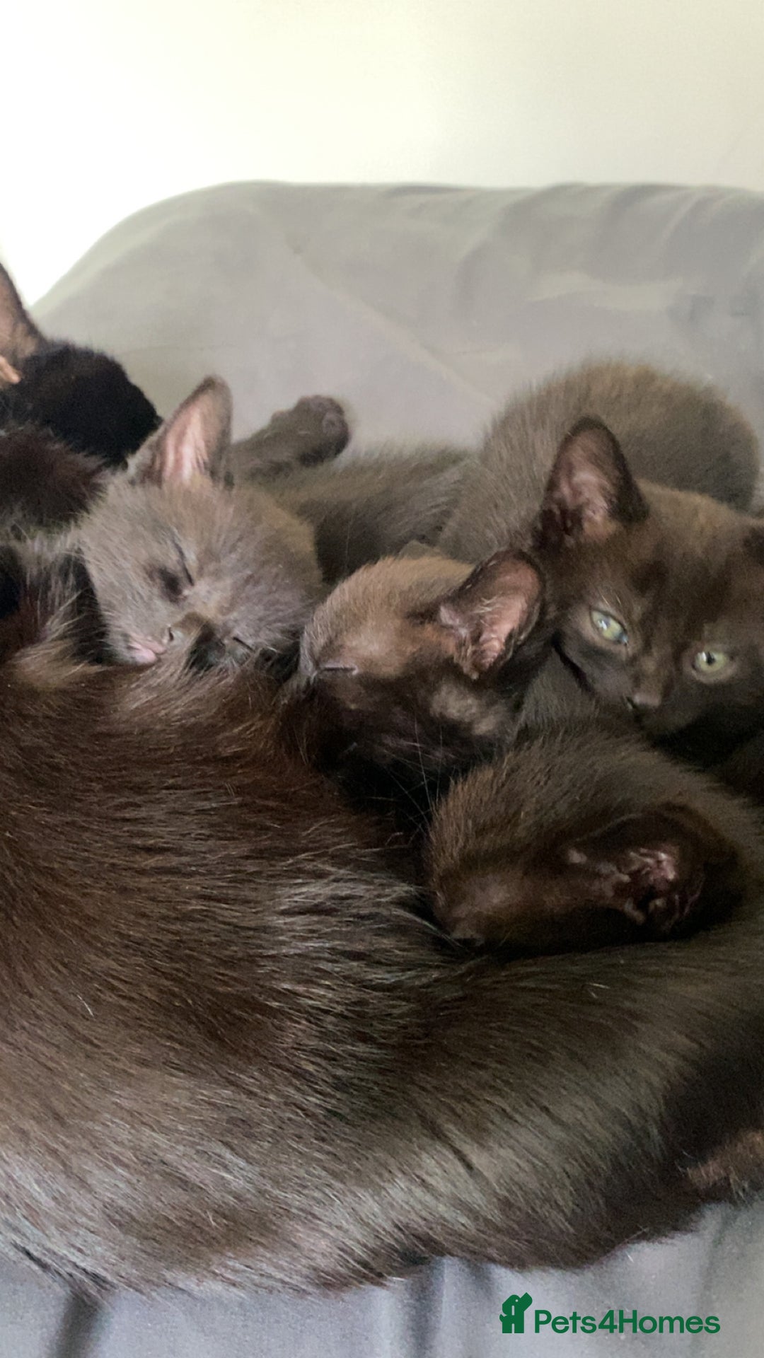 Bombay cats for sale: Bombay Kittens  - Image 3