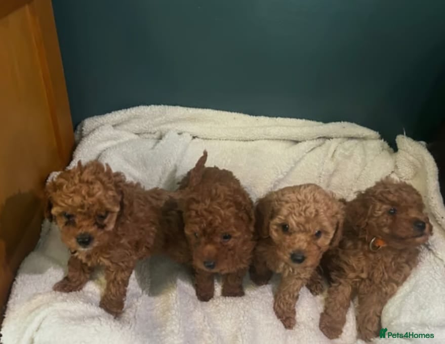 Cavapoo dogs Red cavapoo puppies - Advert 9