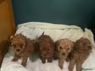 Cavapoo dogs Red cavapoo puppies - Advert 9
